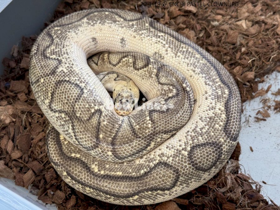  ENCHI PASTEL CLOWN